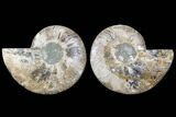 Cut & Polished Ammonite Fossil - Agatized #91188-1